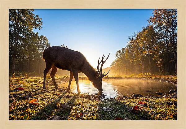 Asian Sambar Deer At Dawn