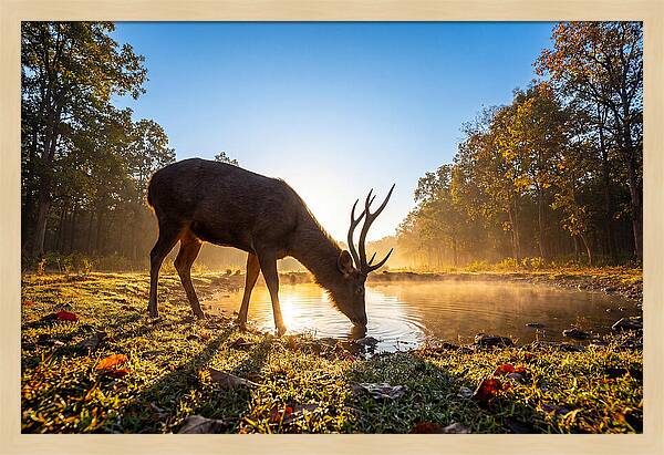Asian Sambar Deer At Dawn