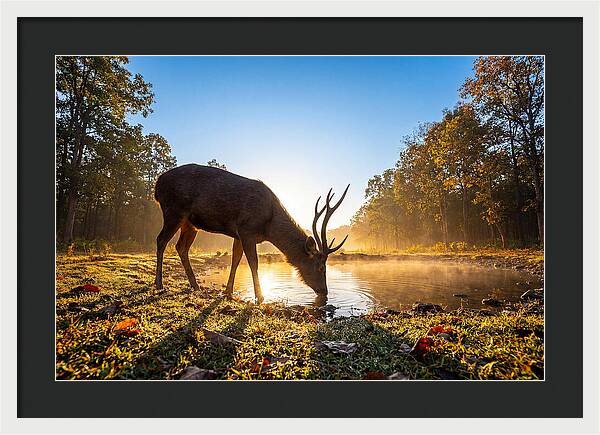 Asian Sambar Deer At Dawn