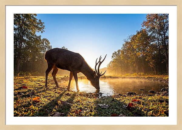 Asian Sambar Deer At Dawn