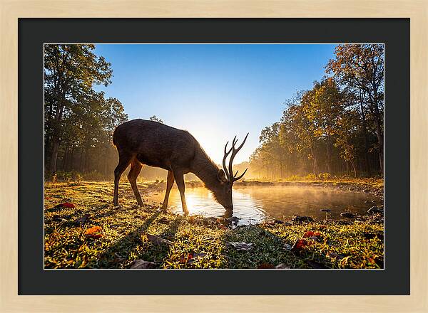 Asian Sambar Deer At Dawn