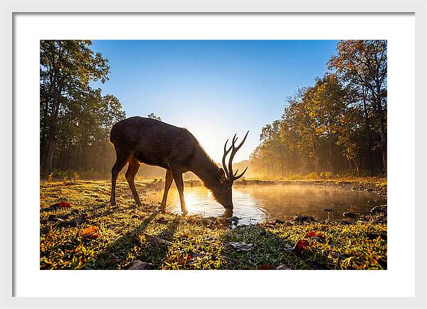 Asian Sambar Deer At Dawn