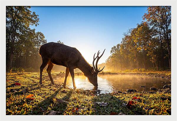 Asian Sambar Deer At Dawn