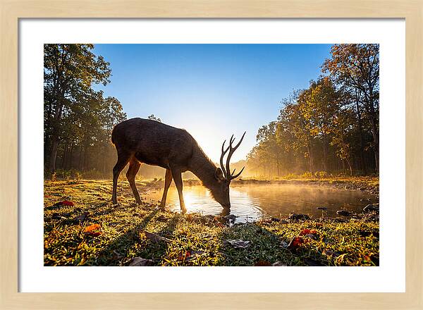 Asian Sambar Deer At Dawn