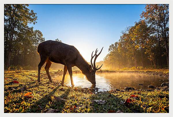 Asian Sambar Deer At Dawn