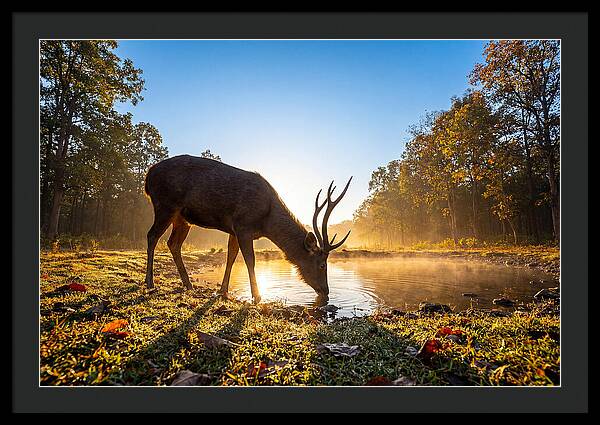 Asian Sambar Deer At Dawn