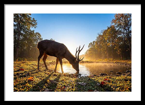 Asian Sambar Deer At Dawn