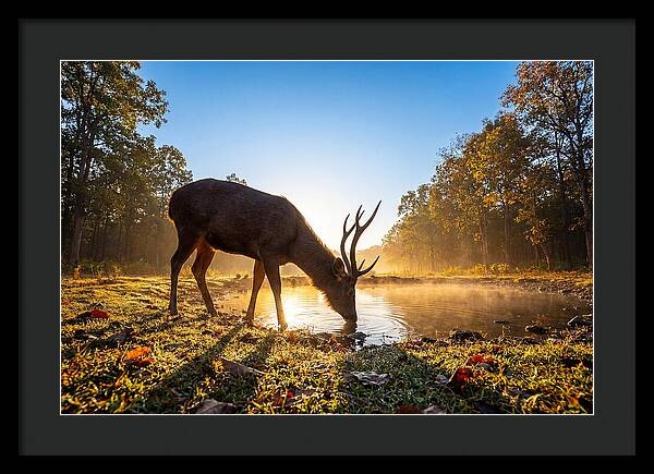 Asian Sambar Deer At Dawn