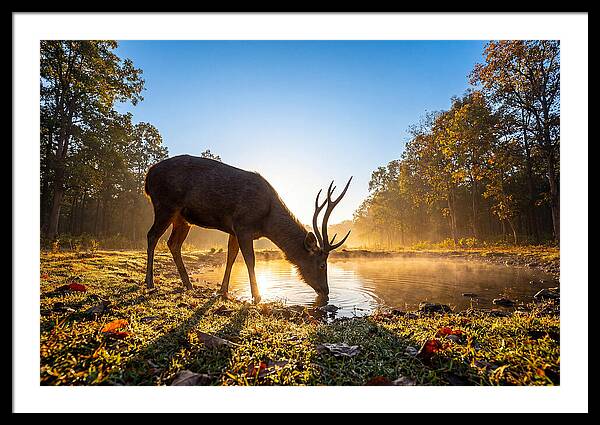 Asian Sambar Deer At Dawn