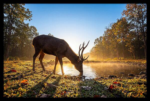 Asian Sambar Deer At Dawn