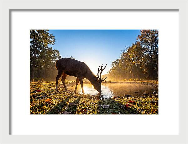 Asian Sambar Deer At Dawn