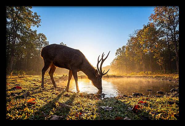 Asian Sambar Deer At Dawn