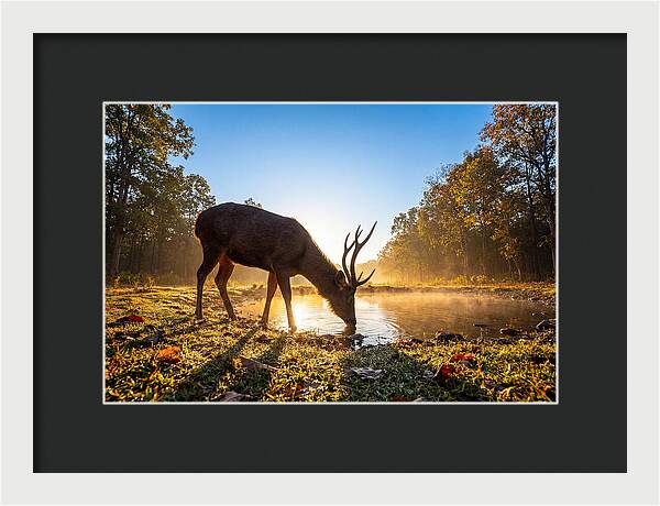 Asian Sambar Deer At Dawn