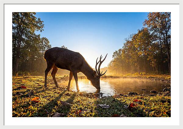 Asian Sambar Deer At Dawn