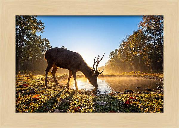 Asian Sambar Deer At Dawn