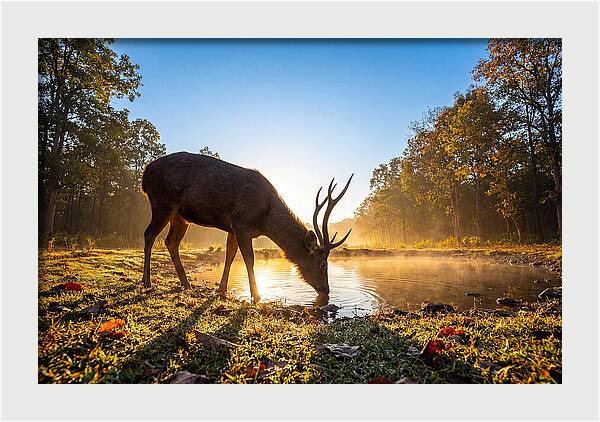Asian Sambar Deer At Dawn