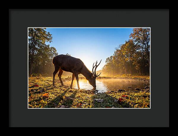 Asian Sambar Deer At Dawn