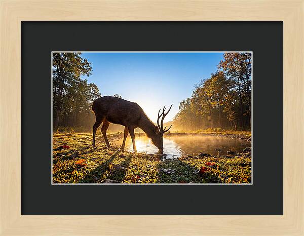 Asian Sambar Deer At Dawn