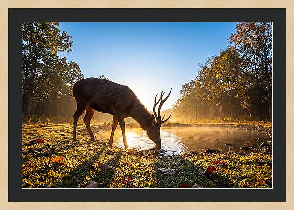 Asian Sambar Deer At Dawn