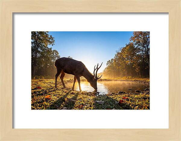 Asian Sambar Deer At Dawn