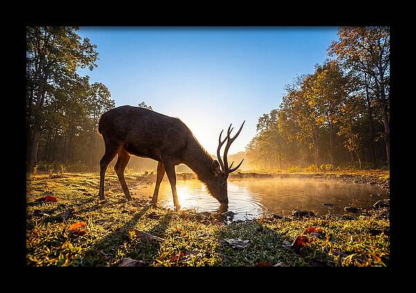 Asian Sambar Deer At Dawn