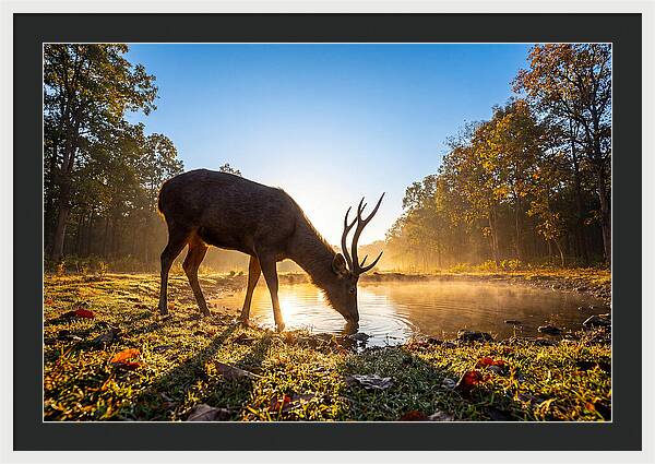 Asian Sambar Deer At Dawn