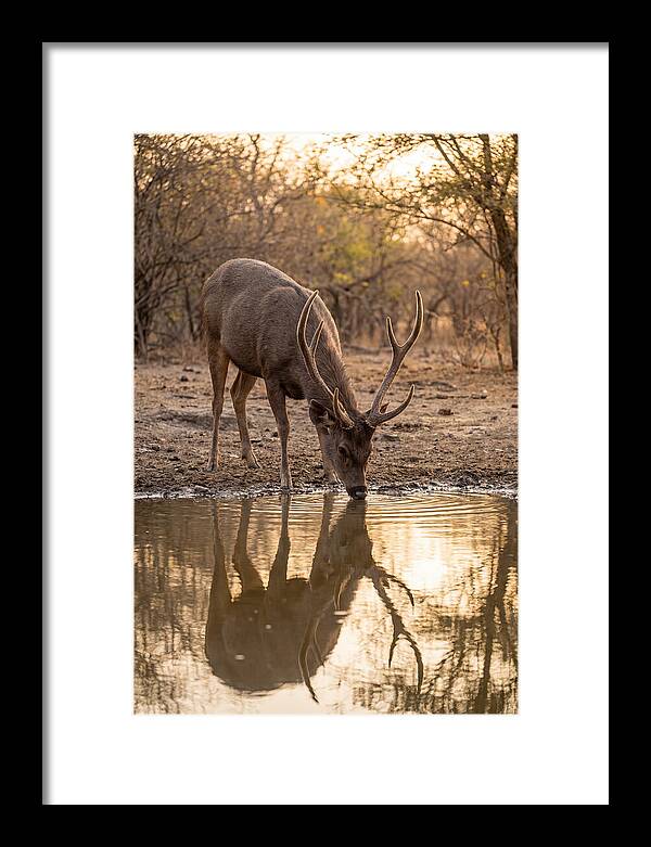 Asian Sambar Deer At Waterhole