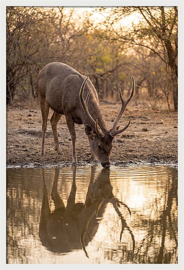 Asian Sambar Deer At Waterhole