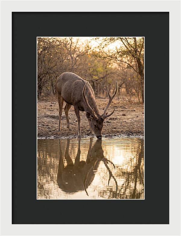 Asian Sambar Deer At Waterhole