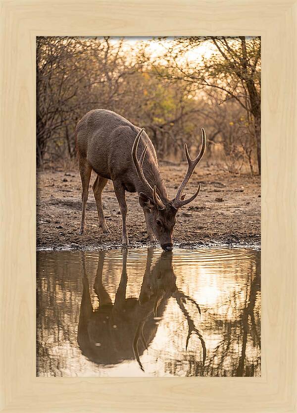 Asian Sambar Deer At Waterhole
