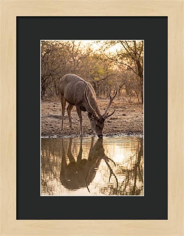 Asian Sambar Deer At Waterhole