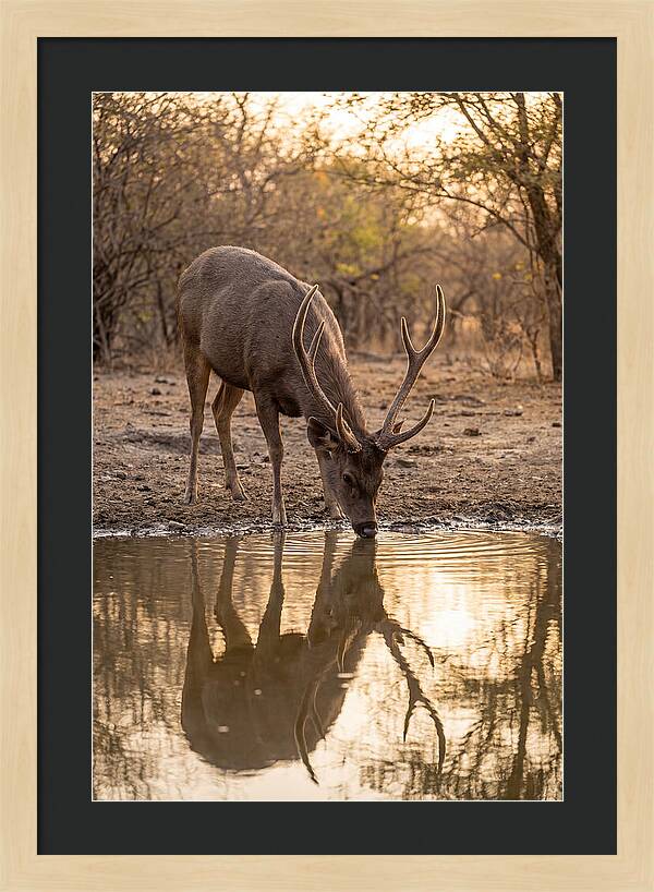 Asian Sambar Deer At Waterhole