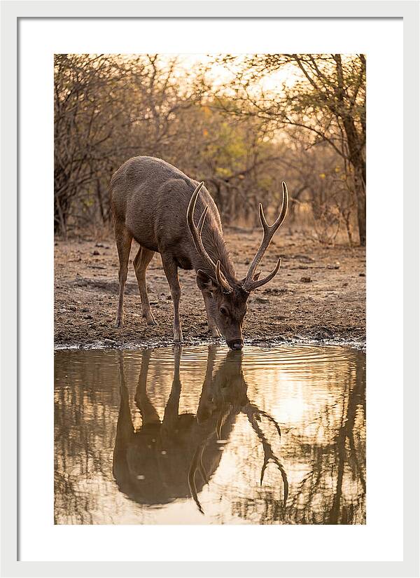 Asian Sambar Deer At Waterhole