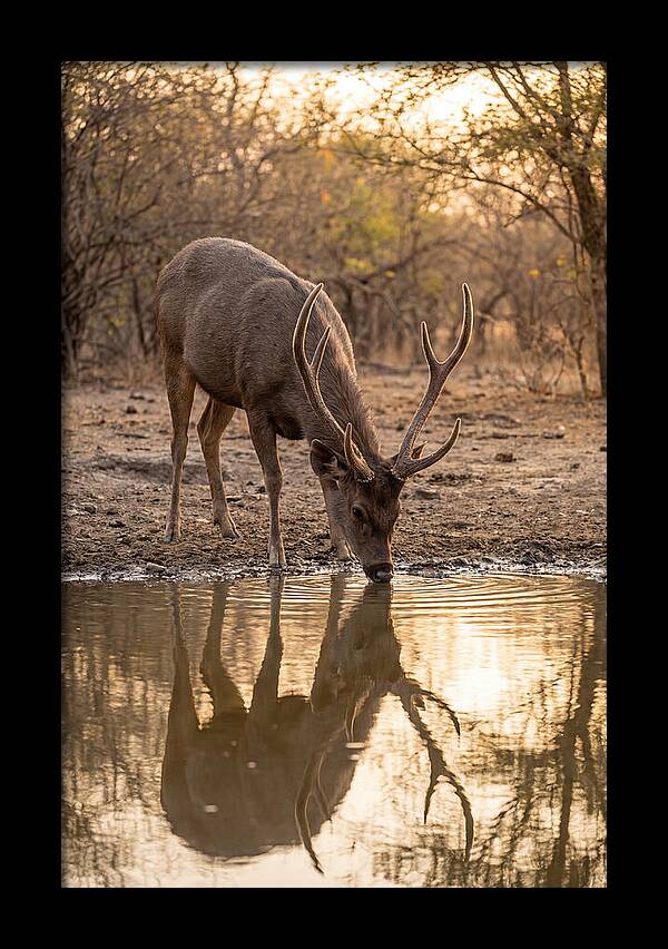 Asian Sambar Deer At Waterhole