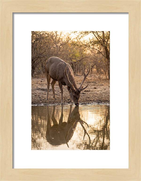 Asian Sambar Deer At Waterhole