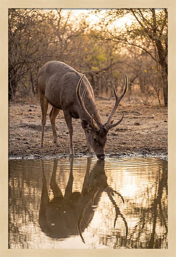 Asian Sambar Deer At Waterhole