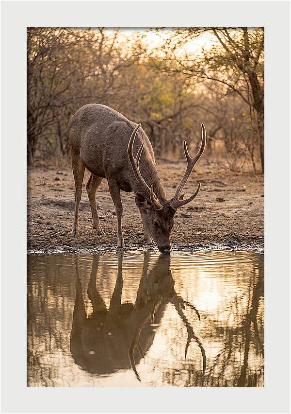 Asian Sambar Deer At Waterhole