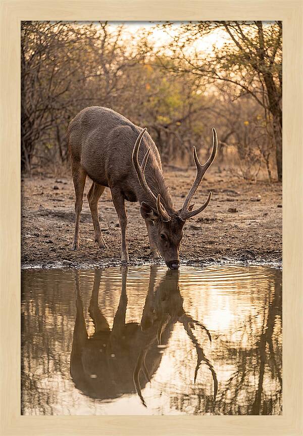 Asian Sambar Deer At Waterhole