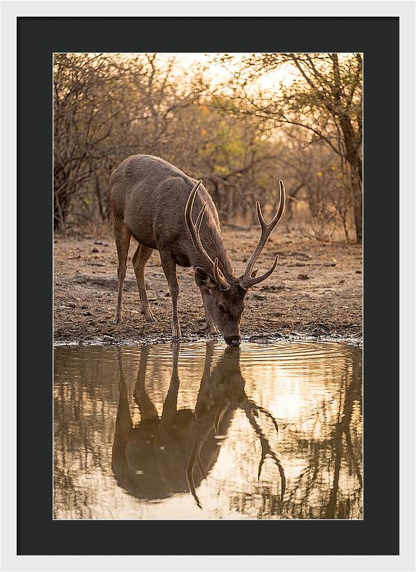 Asian Sambar Deer At Waterhole