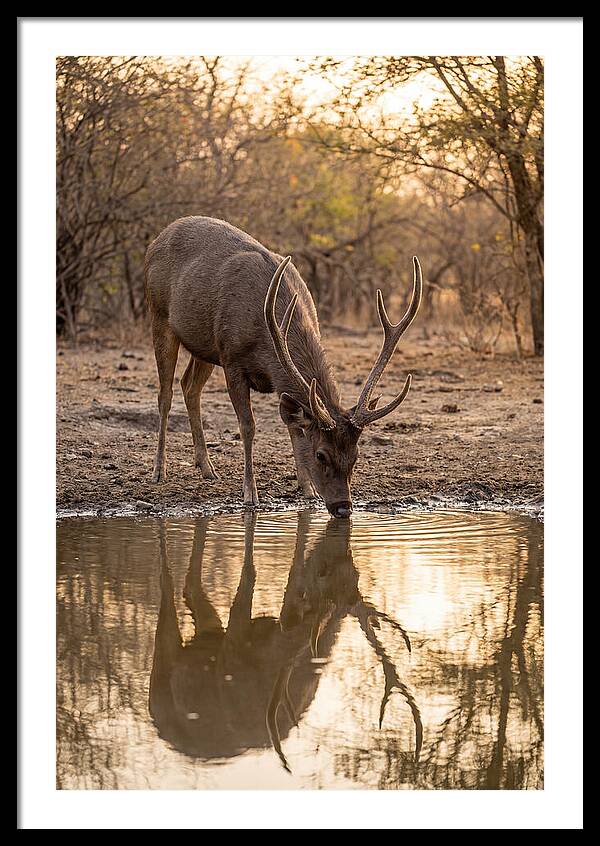 Asian Sambar Deer At Waterhole