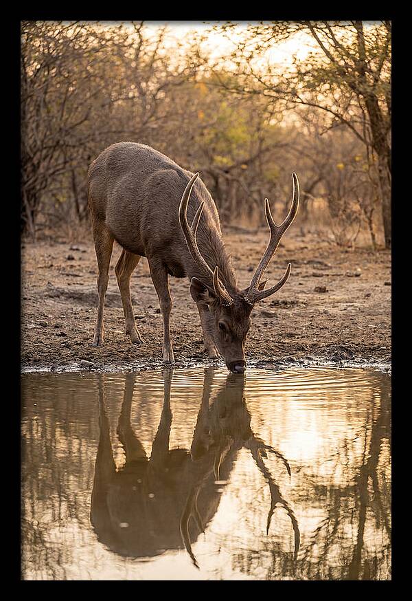Asian Sambar Deer At Waterhole