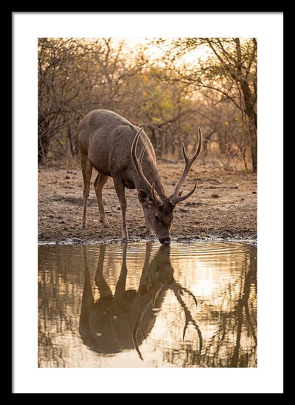 Asian Sambar Deer At Waterhole