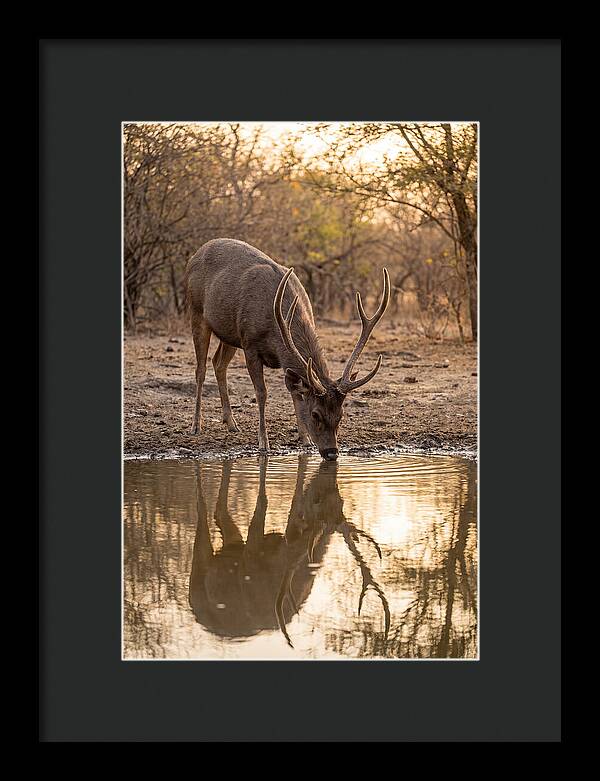 Asian Sambar Deer At Waterhole