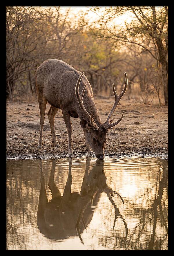 Asian Sambar Deer At Waterhole