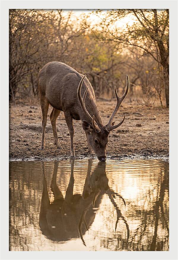 Asian Sambar Deer At Waterhole