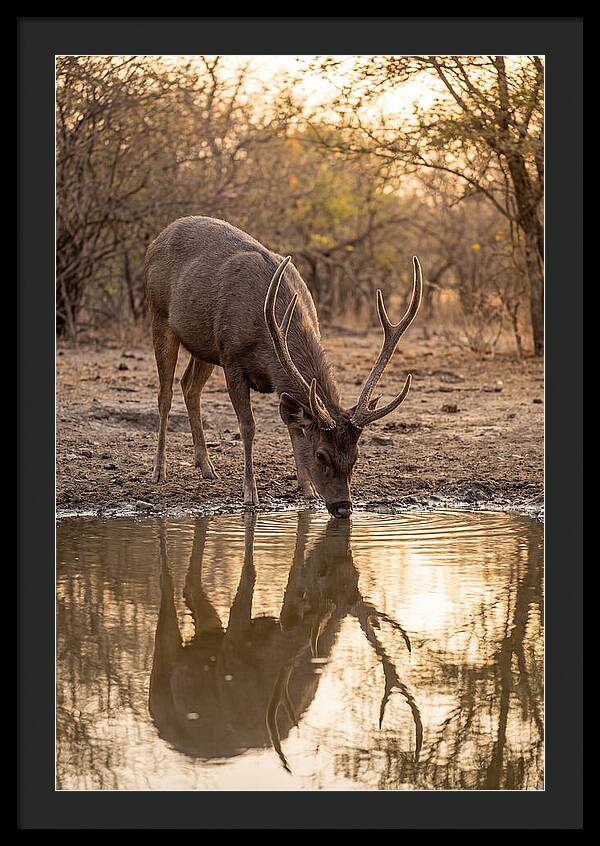 Asian Sambar Deer At Waterhole