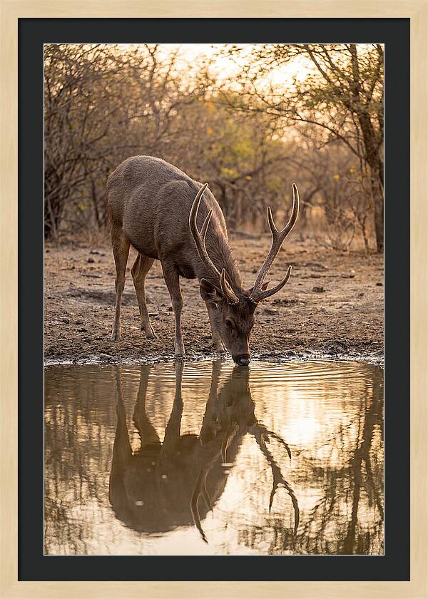 Asian Sambar Deer At Waterhole