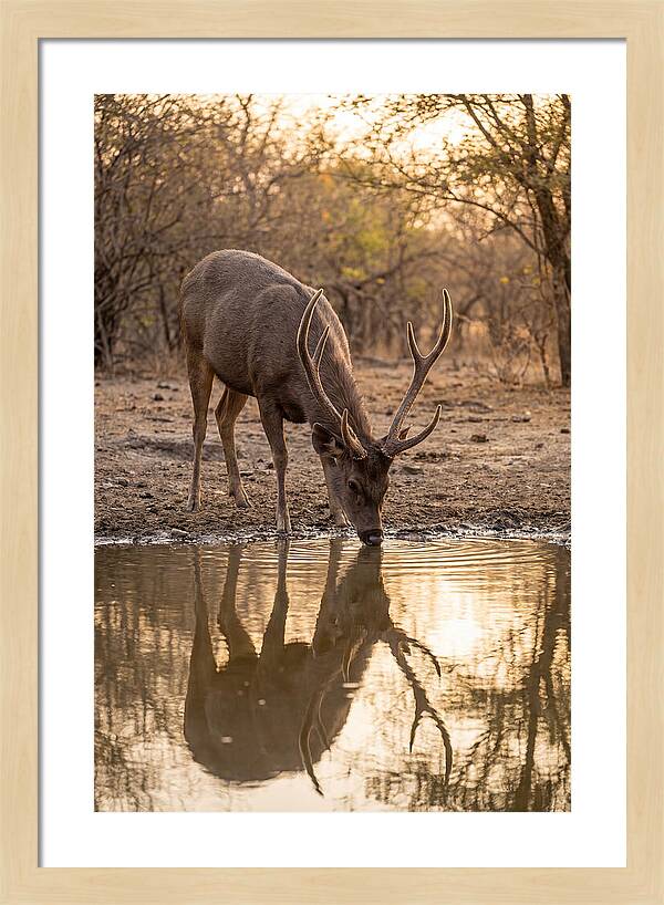 Asian Sambar Deer At Waterhole