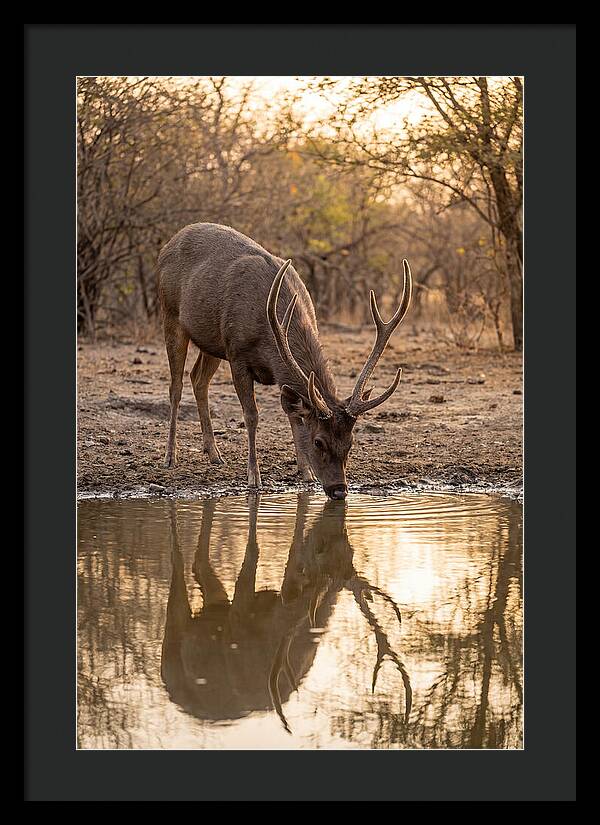 Asian Sambar Deer At Waterhole