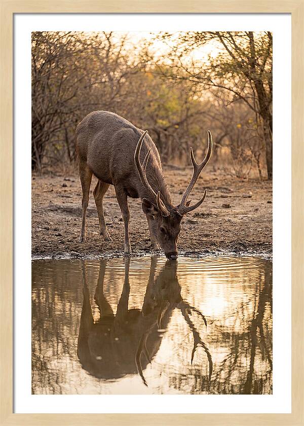Asian Sambar Deer At Waterhole